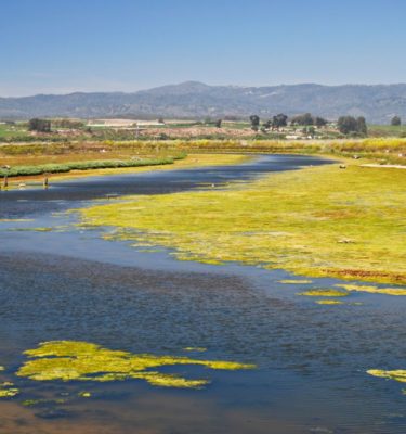 Watsonville Slough