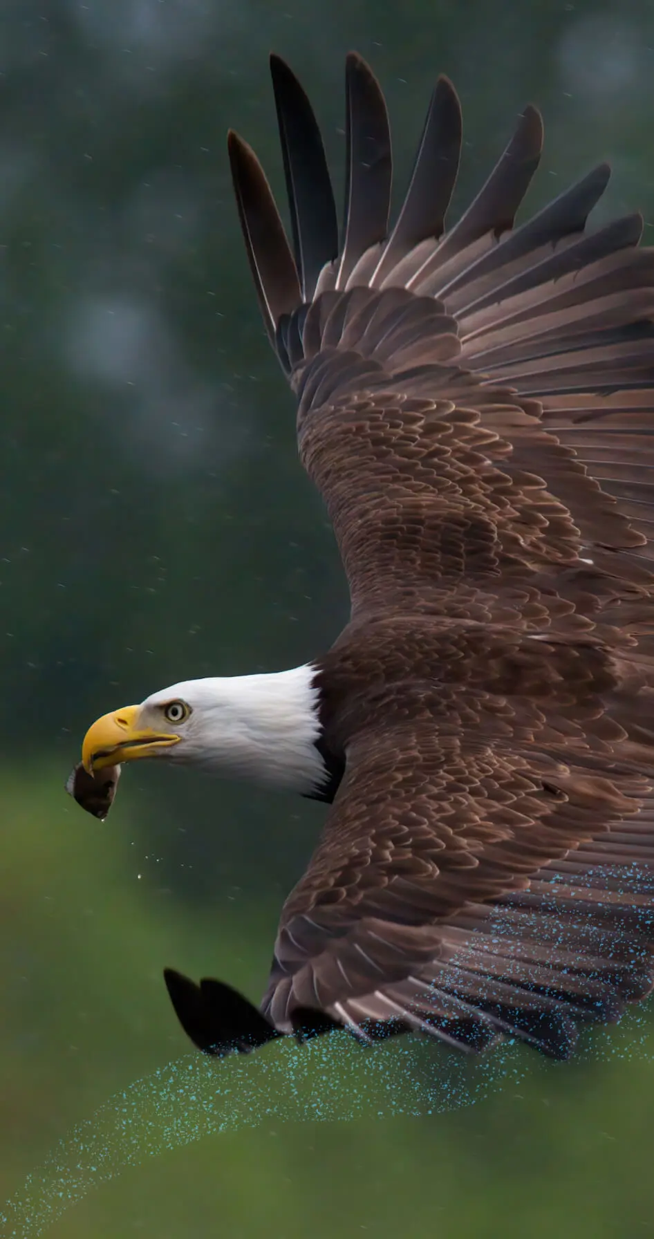 eagle in flight